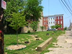Description: http://grist.files.wordpress.com/2012/05/baltimore-trees.jpg?w=250&h=187